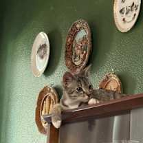 Thumbnail photo of Kodiak #2