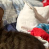 Thumbnail photo of Briar #2