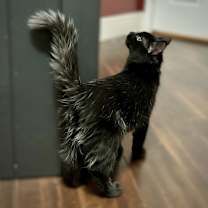 Thumbnail photo of Ash #3