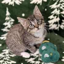 Thumbnail photo of Butterball #2