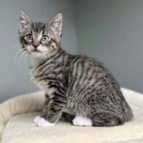 Thumbnail photo of Butterball #3