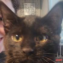 Thumbnail photo of Umbra #1