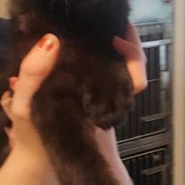 Thumbnail photo of Umbra #2