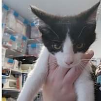 Thumbnail photo of Ringo #1