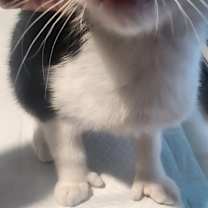 Thumbnail photo of Ringo #2