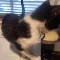 Thumbnail photo of Ringo #4