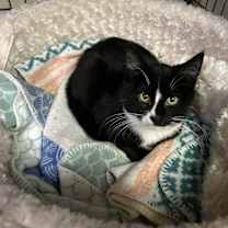 Thumbnail photo of Phillipe and Gatsby #1