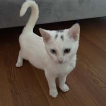 Thumbnail photo of Phillipe and Gatsby #2