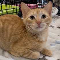 Thumbnail photo of Shorty #1