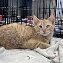 Thumbnail photo of Shorty #2