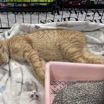 Thumbnail photo of Shorty #3