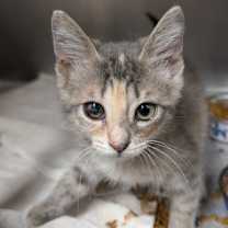 Thumbnail photo of Patty #1