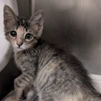 Thumbnail photo of Patty #2