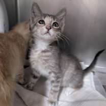 Thumbnail photo of Patty #3