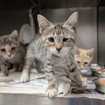 Thumbnail photo of Bubble Bass #2