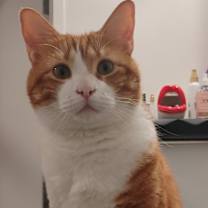 Thumbnail photo of O'Malley #1