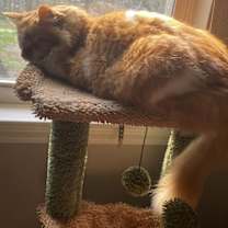 Thumbnail photo of Clementine #2