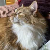 Thumbnail photo of Clementine #3