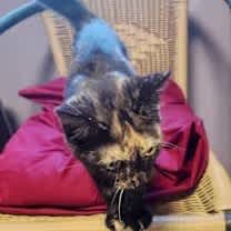 Thumbnail photo of Addison Lou #4