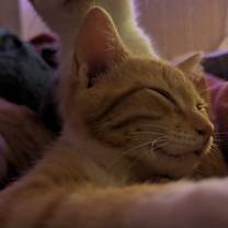 Thumbnail photo of Kiwi #1