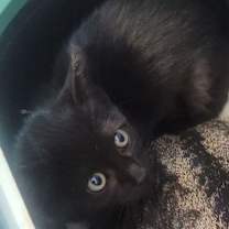 Thumbnail photo of Noche #2