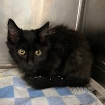 Thumbnail photo of Tinta #2