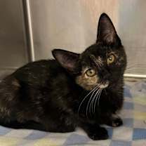 Thumbnail photo of Lapiz #2