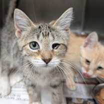 Thumbnail photo of Bubble Bass #1