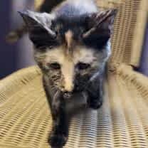 Thumbnail photo of Madison Lou #1