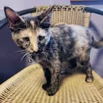 Thumbnail photo of Madison Lou #2