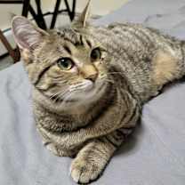 Thumbnail photo of Kitty #2