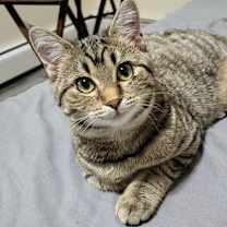 Thumbnail photo of Kitty #3