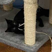 Thumbnail photo of Blain Rockbridge #3