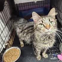 Thumbnail photo of Irene #4