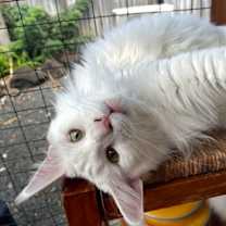 Thumbnail photo of Eöwyn Courtesy Post #3