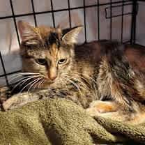 Thumbnail photo of Sparkle the cat #3