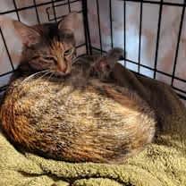 Thumbnail photo of Sparkle the cat #4