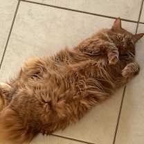 Thumbnail photo of Pumpkin #3