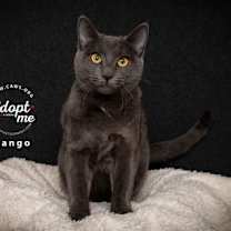 Thumbnail photo of Mango #1