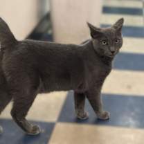 Thumbnail photo of Mango #2