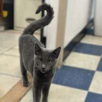 Thumbnail photo of Mango #3