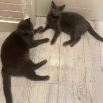 Thumbnail photo of Mango #4