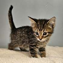 Thumbnail photo of Elfie #2