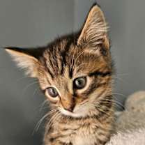 Thumbnail photo of Elfie #4