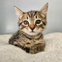 Thumbnail photo of Grinch #1