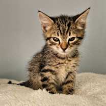 Thumbnail photo of Grinch #4