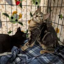 Thumbnail photo of Tigger #4