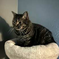 Thumbnail photo of Mouse #1