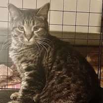 Thumbnail photo of Mouse #2