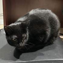 Thumbnail photo of Nicky #1